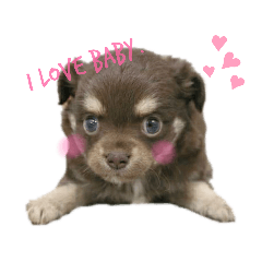 チョコタンチワワのエルちゃん