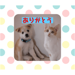 ‥mari∵co 犬猫スタンプ