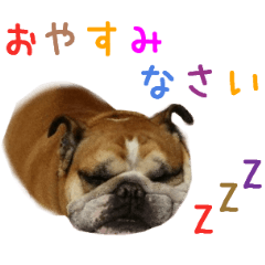 リアル DOG ブルドッグ