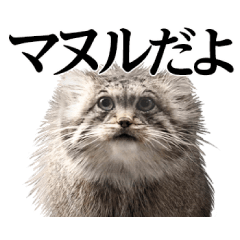 実写！マヌルネコ