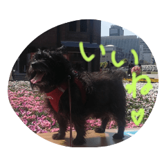 モシャモシャ兄弟