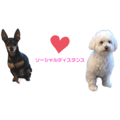 うちの子コービーとリック