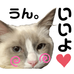 かわいい、ねこの、みるく