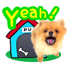 子犬ポメラニアン"ぷーちゃん"実写英語ver.