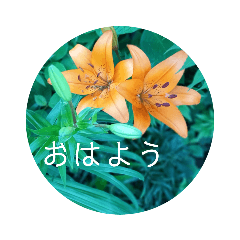 さわやか花の写真おはようスタンプ