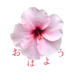花の写真スタンプ