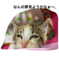 仔猫ちゃん，おやすみなさいシリーズ.1