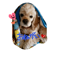 Lovelyアメコッカpaco