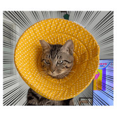 猫のまーちゃんのスタンプ