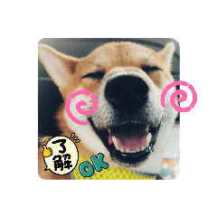柴犬 一太ん（いった）