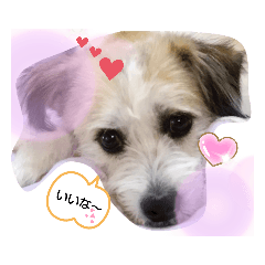 私のファミリー２