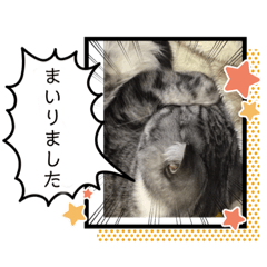 うちのにゃよ２