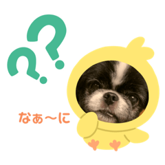 狆チワ豆ちゃん