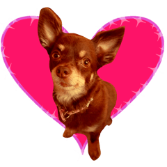 チワワ大好き！