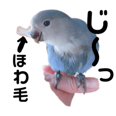 コザクラインコバイオレットのなすびくん