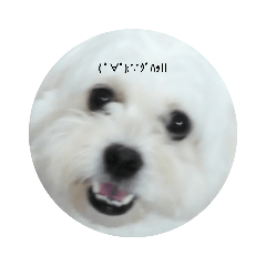 モモとブナピの日常