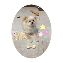 ポメプーリキの日常2