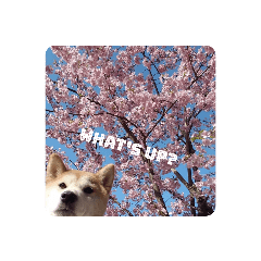 しばわんこ1◎柴犬◎English◎英語