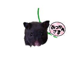 ハムスター(クロクマ)