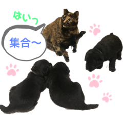 ラブラドールパピー粒明太子2nd