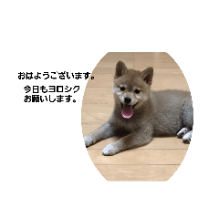 毎日必ず使える