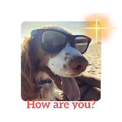 Wesley(ブリタニースパニエル)No.1