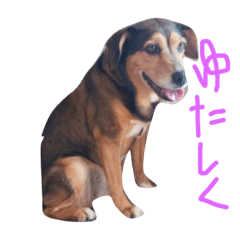 沖縄方言わんこ