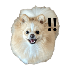 ポメラニアンのピカルディその1