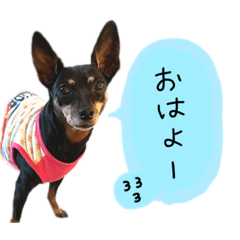 お礼のミニピンちゃん