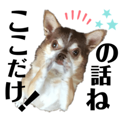 チワワ！癒し満載の娘たち！