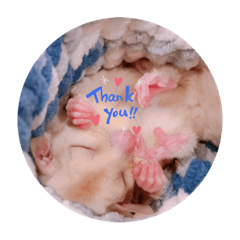 チャイ の 日常