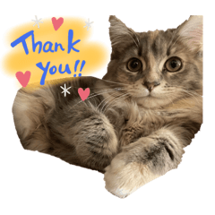 ねことの日常の記録2(サイベリアン)