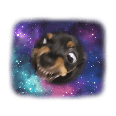 チワピン ちくわ♂