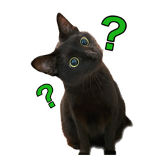 ネコちゃんたち！