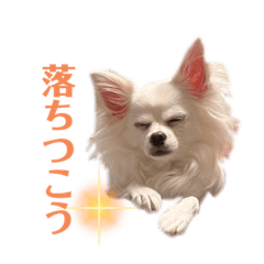 チワワの日常スタンプ②