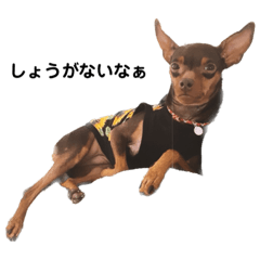 犬の日常会話(ルピナ編)