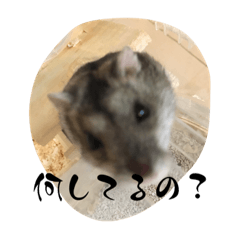 打つのがめんどうならこれ使って！