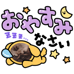 愛犬:茶々丸すたんぷ