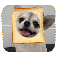 そらりん　チワワファミリー⭐️