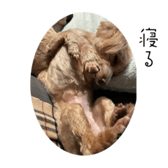 ワタシ、いぬです。