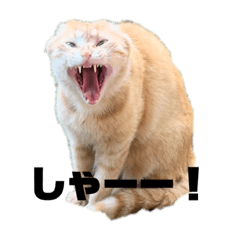 ちゃーぶるまーぶる