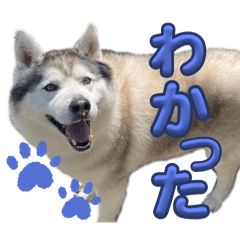 日常で使えるリキのスタンプ