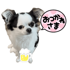 白黒チワワのオレオ