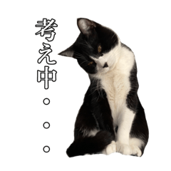 田口家の猫たち