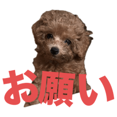 松家のpuppy