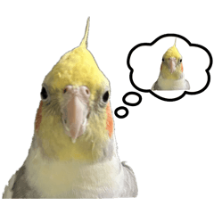 インコな俺らⅣ