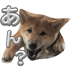 柴犬やまていのスタンプ