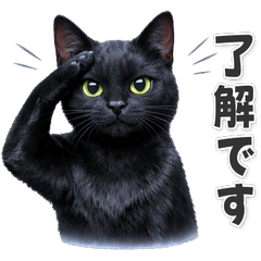 【敬語】使いやすい！黒猫