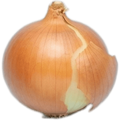 タマネギ　実写