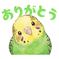 セキセイインコ【グリーン】（２）